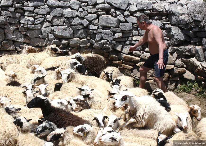 Критские хроники с летающими овцами