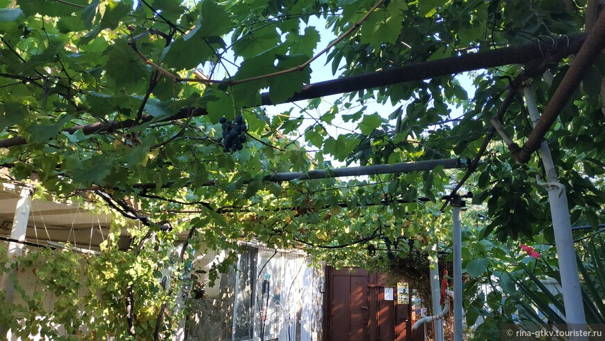 Во дворике растет виноград и гранаты