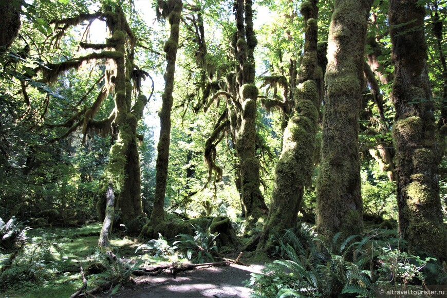 Дождевой лес в бассейне реки Хох (Hoh rainforest).