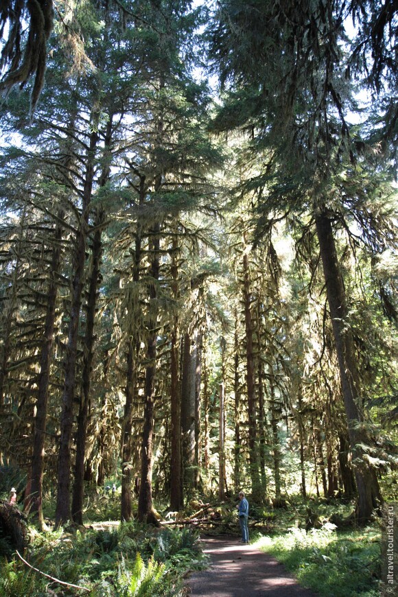 Многие деревья достигают высоты 70-80 метров и имеют возраст более 100 лет.
