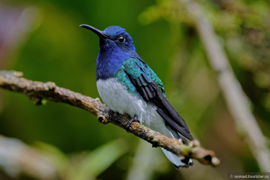 Ошейниковый якобин, Florisuga mellivora mellivora, White-necked Jacobin