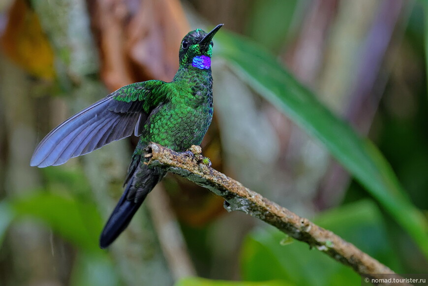 Синегрудый бриллиант, Heliodoxa jacula jamersoni, Green-crowned Brilliant