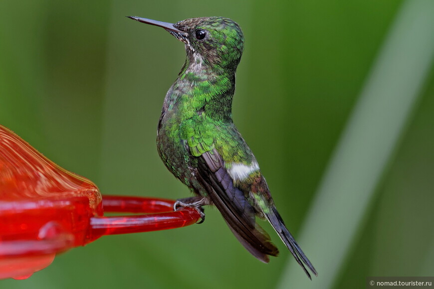 Зелёная шипохвостка, Discosura conversii, Green Thorntail