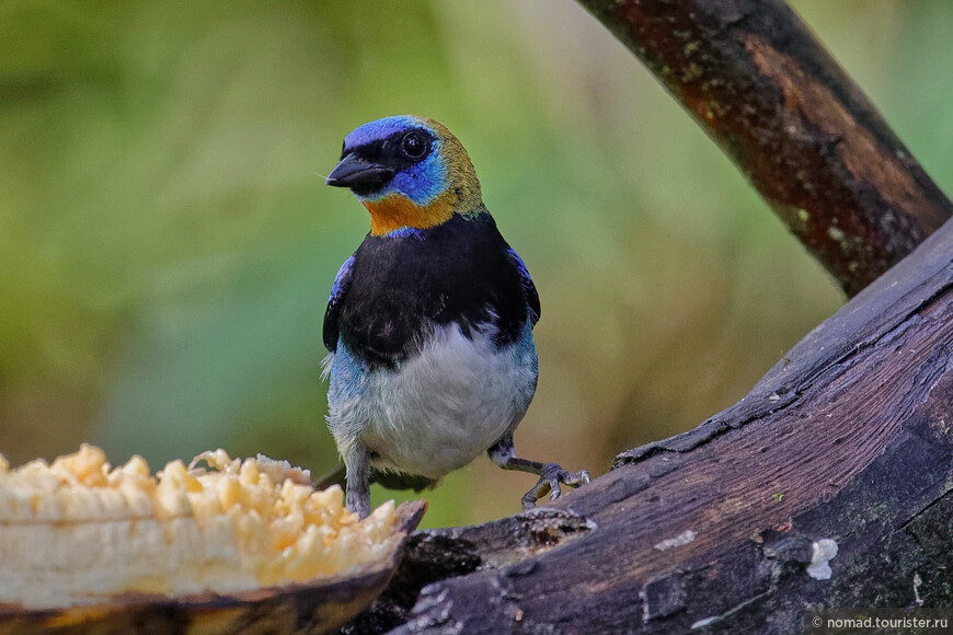 Золотистоголовая танагра, Tangara larvata fanny, Golden-hooded Tanager