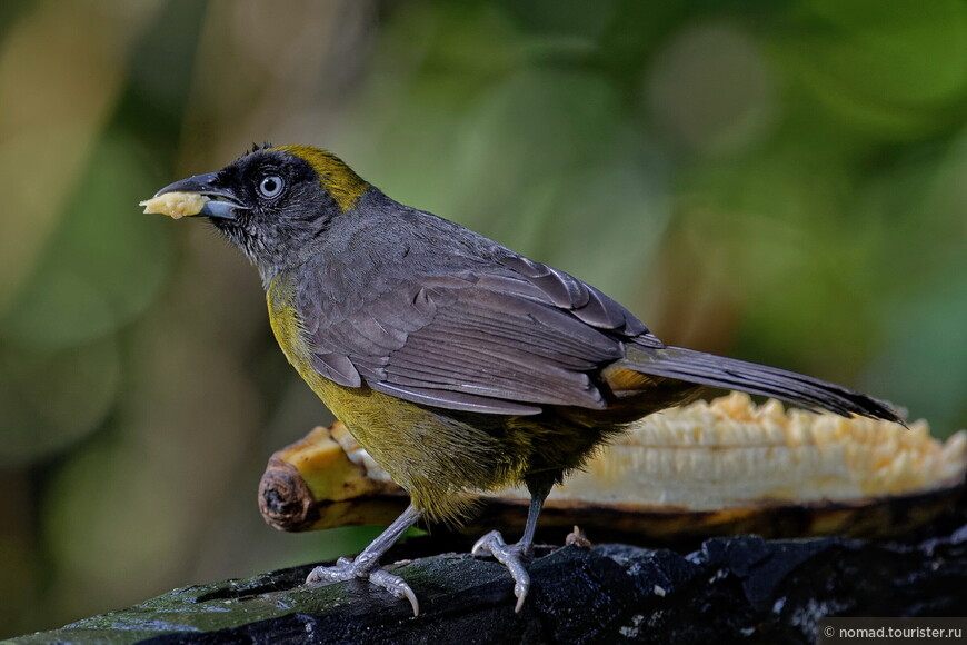 Темнолицая силипипа, Mitrospingus cassinii cassinii, Dusky-faced Tanager