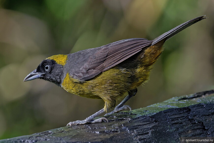 Темнолицая силипипа, Mitrospingus cassinii cassinii, Dusky-faced Tanager