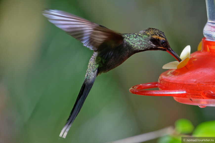 Усатый колибри-отшельник, Phaethornis yaruqui, White-whiskered Hermit