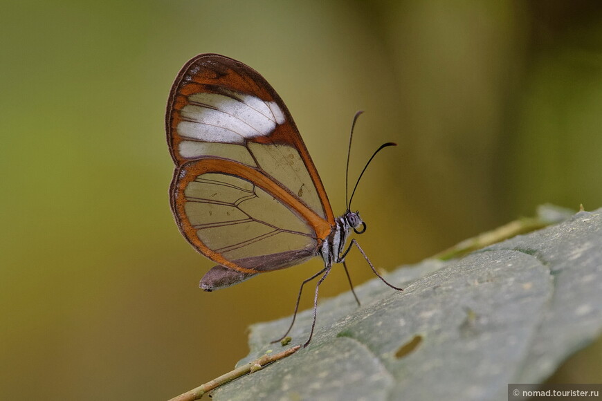 Стеклянная бабочка, Greta oto, Glasswing Butterfly