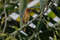 Коричневый бекард, Pachyramphus cinnamomeus cinnamomeus, Cinnamon Becard