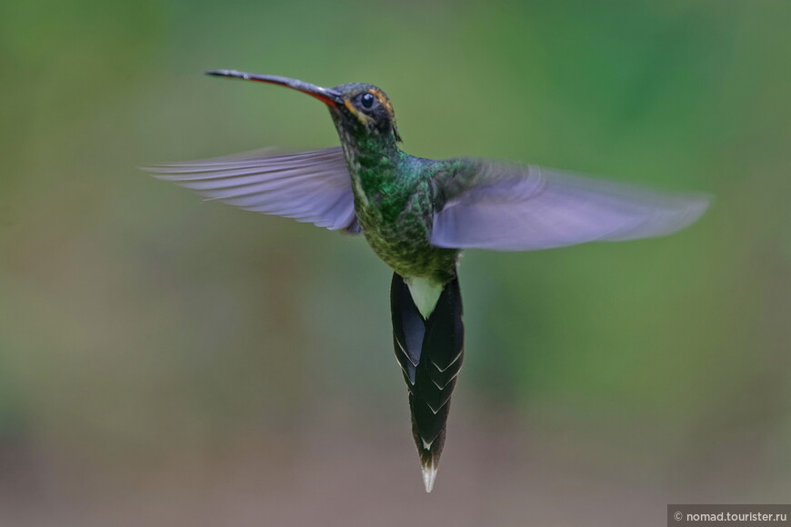 Усатый колибри-отшельник, Phaethornis yaruqui, White-whiskered Hermit