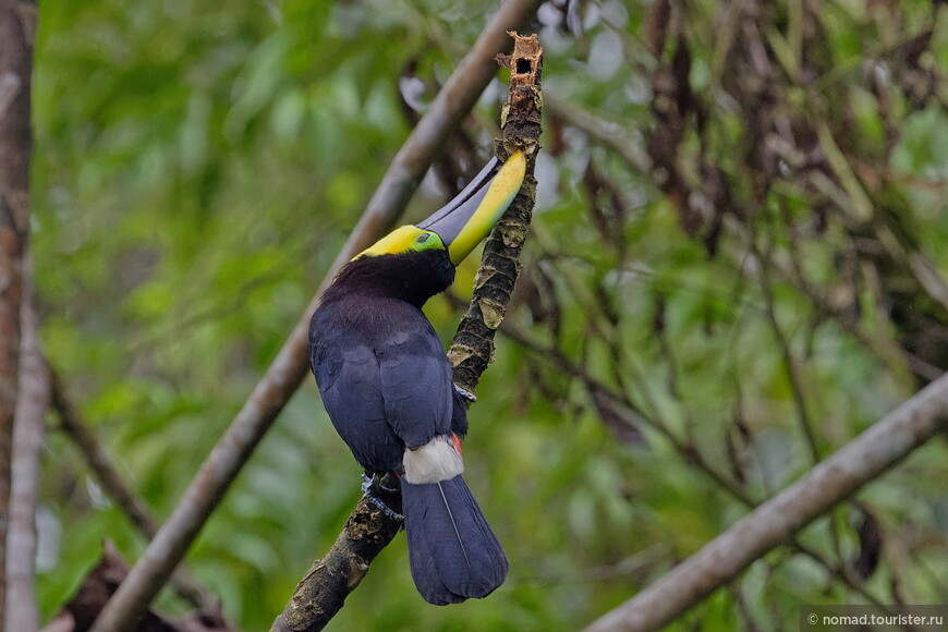 Чокский тукан, Ramphastos brevis, Choco Toucan