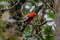 Андский скальный петушок, Rupicola peruvianus sanguinolentus, Andean Cock-of-the-rock