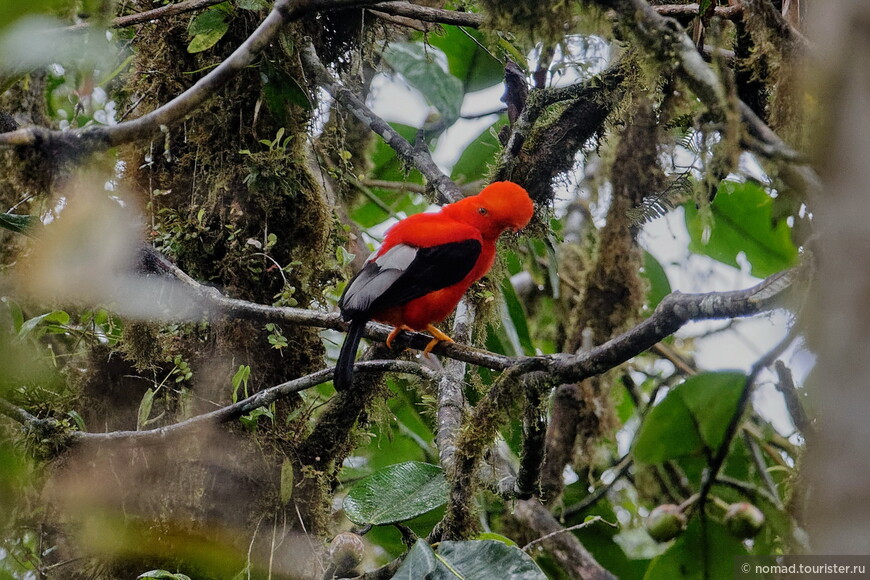 Андский скальный петушок, Rupicola peruvianus sanguinolentus, Andean Cock-of-the-rock