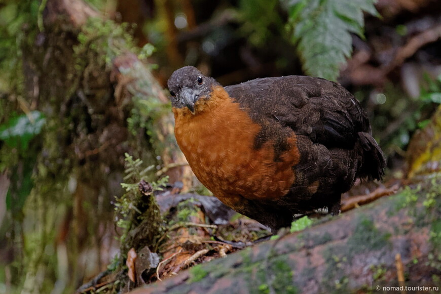 Темноспинный зубцеклювый перепел, Odontophorus melanonotus, Dark-backed Wood Quail