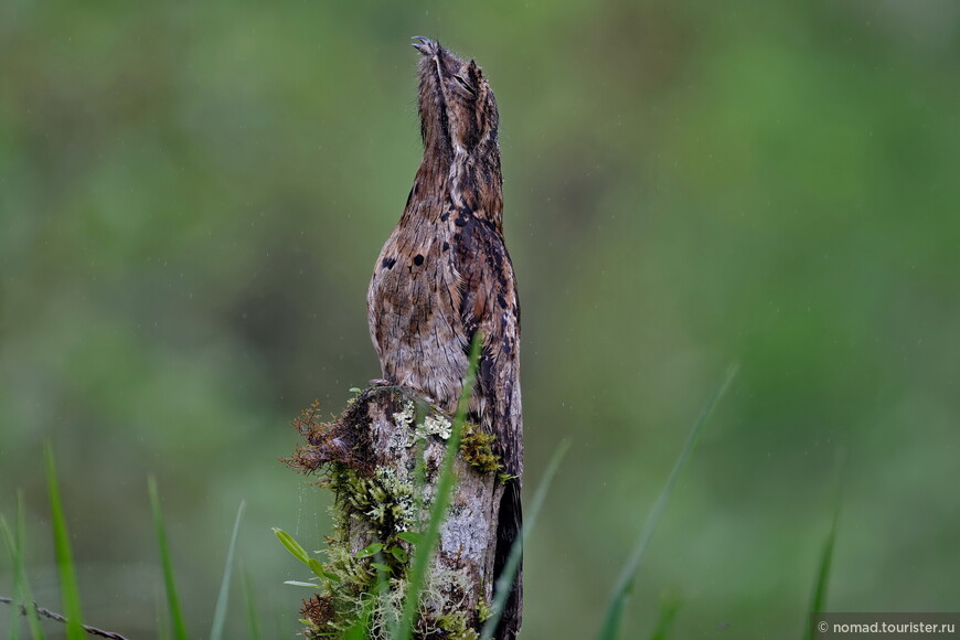 Серый уратао, Nyctibius griseus panamensis, Common Potoo