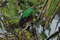 Златоголовый кетцаль, Pharomachrus auriceps auriceps, Golden-headed Quetzal