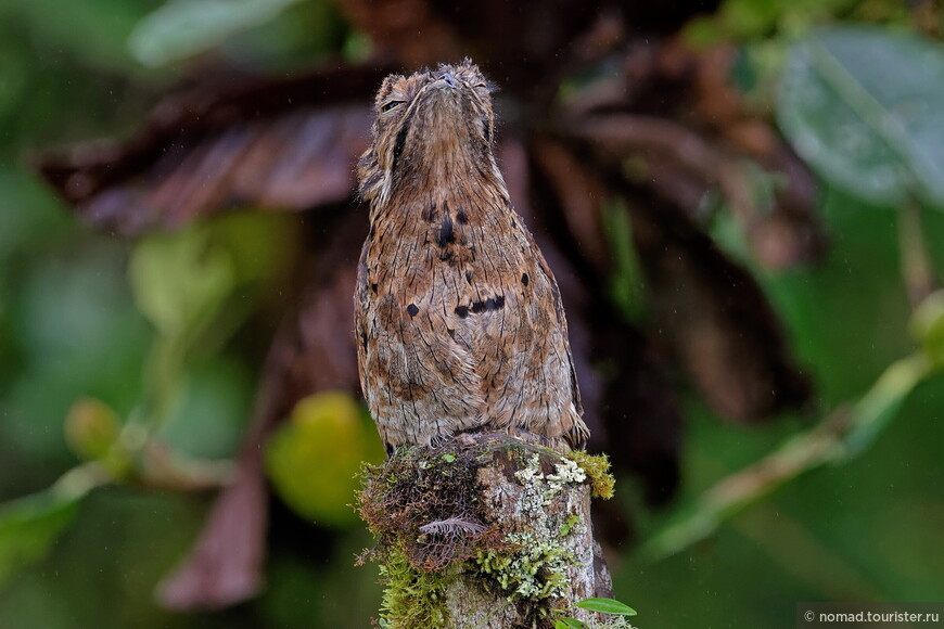 Серый уратао, Nyctibius griseus panamensis, Common Potoo