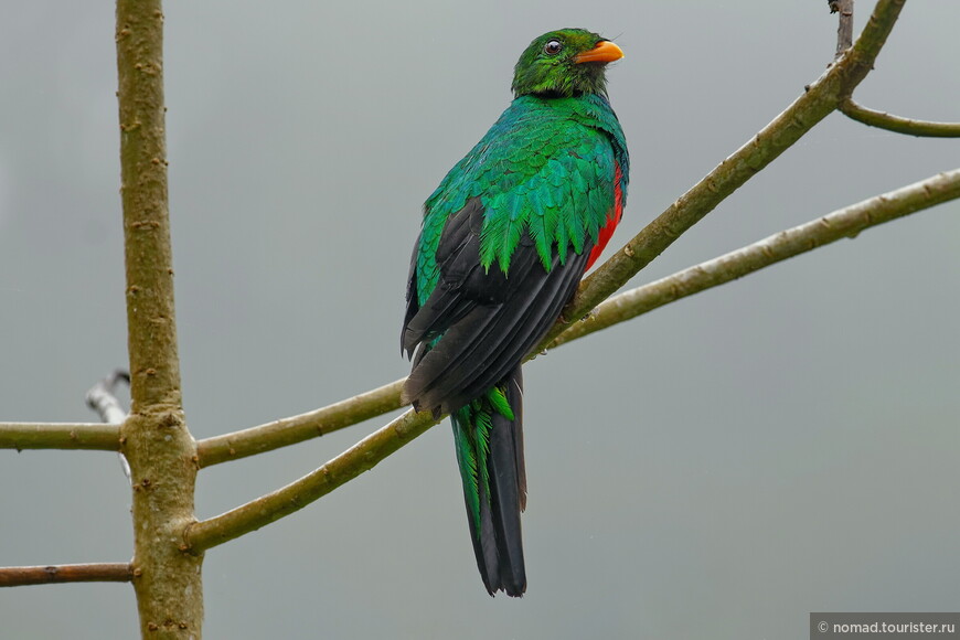 Златоголовый кетцаль, Pharomachrus auriceps auriceps, Golden-headed Quetzal