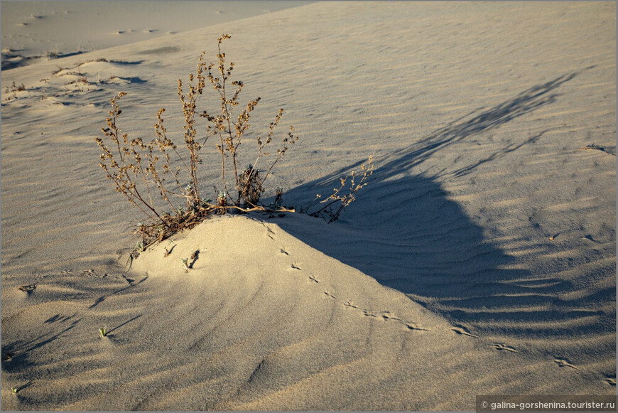Пустыня во глубине сибирских руд. Часть 2. Урочище Чарские пески