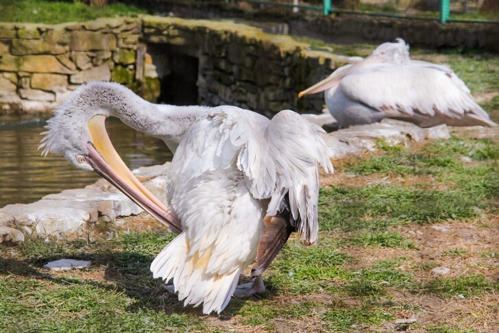 Пеликаны в зоопарке «ДоДо»