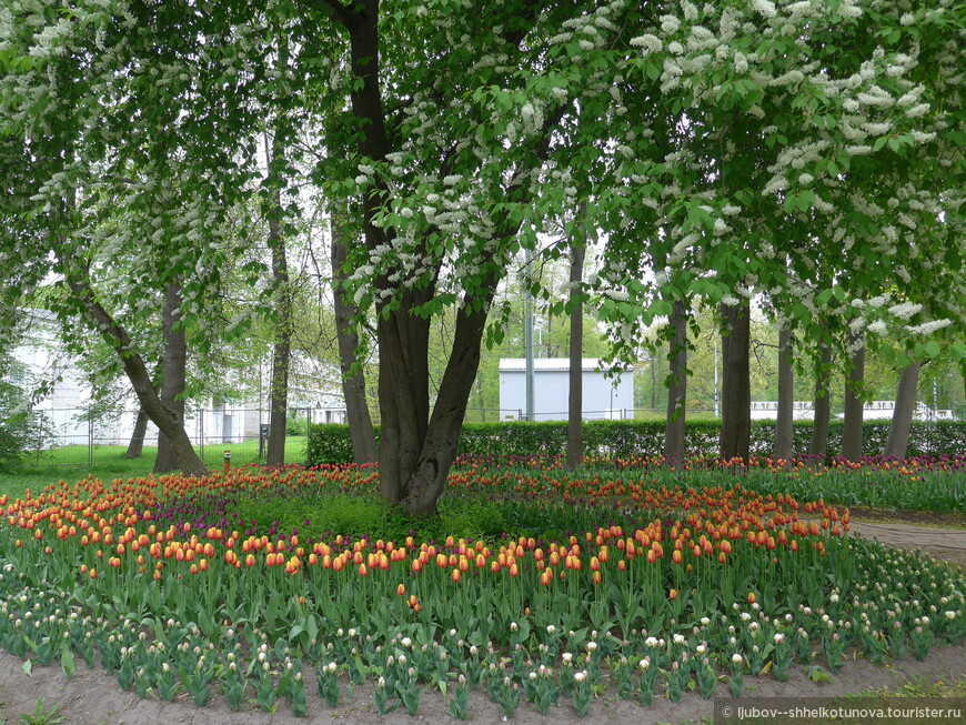 Цветок в петлице Петербурга