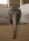 Символ Калиниградского зоопарка - слониха Преголя