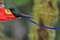 Небесный сильф, Aglaiocercus kingie, Long-tailed Sylph