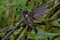 Коричневый инка, Coeligena wilsoni, Brown Inca