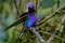Гиацинтовый венценосец, Boissonneaua jardini, Velvet-purple Coronet