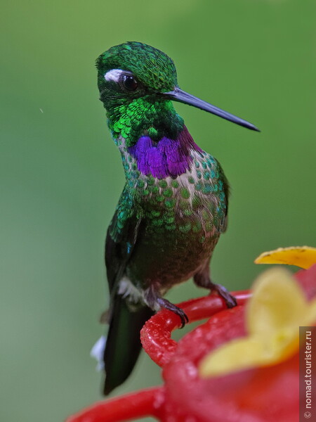Пурпурногрудый колибри, Urosticte benjamini, Purple-bibbed Whitetip