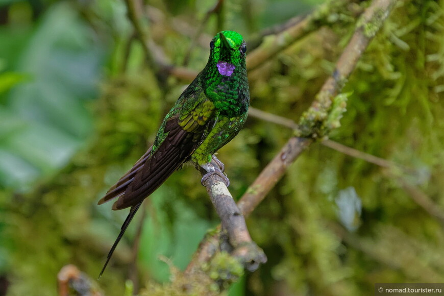 Королевский бриллиант, Heliodoxa imperatrix, Empress Brilliant