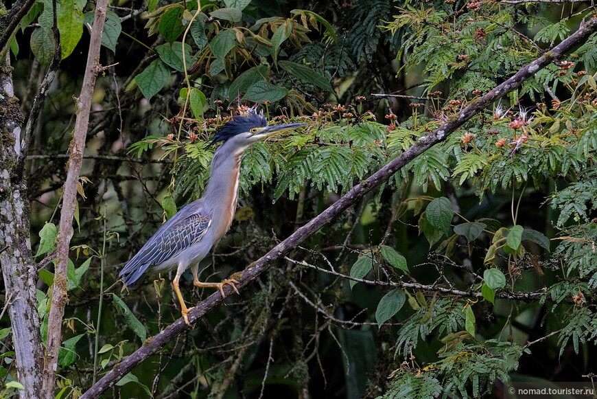 Зеленая цапля, Butorides striata striata, Striated Heron