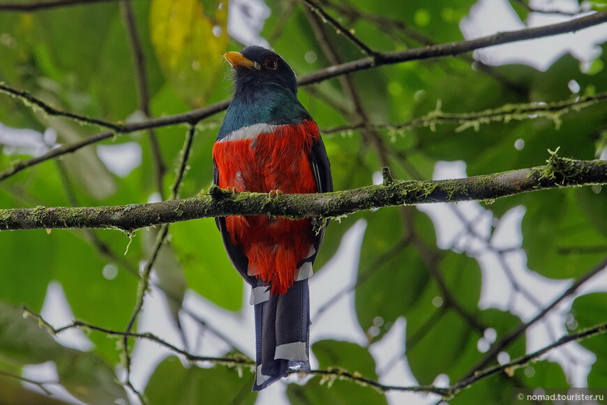 Масковый трогон, Trogon personatus, Masked Trogon, самец