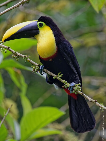 Чокский тукан, Ramphastos brevis, Choco Toucan