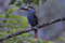 Плоскоклювый перцеяд, Andigena laminirostris, Plate-billed Mountain Toucan