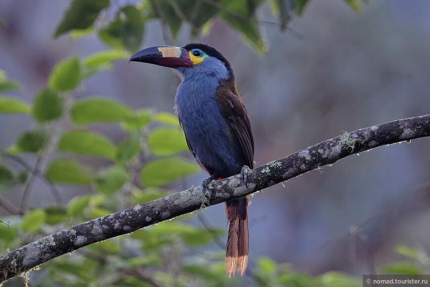 Плоскоклювый перцеяд, Andigena laminirostris, Plate-billed Mountain Toucan