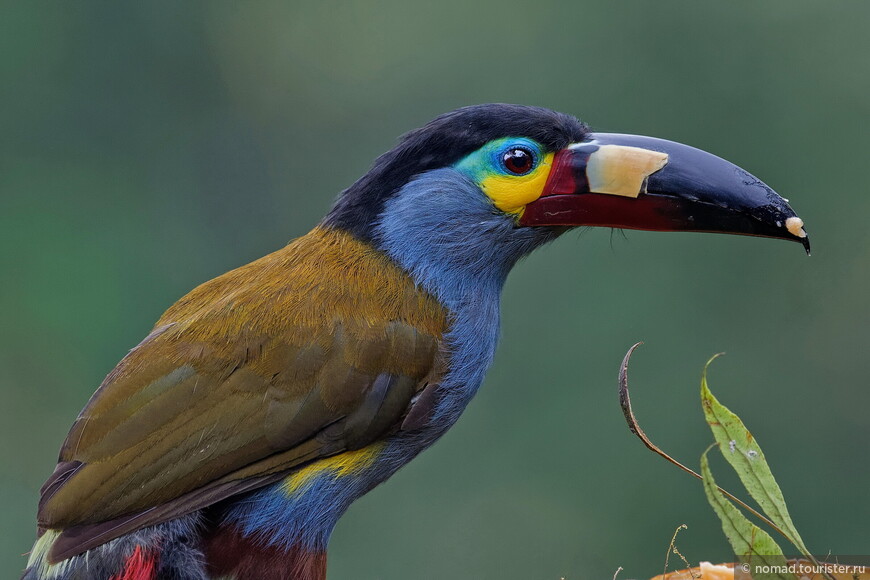 Плоскоклювый перцеяд, Andigena laminirostris, Plate-billed Mountain Toucan