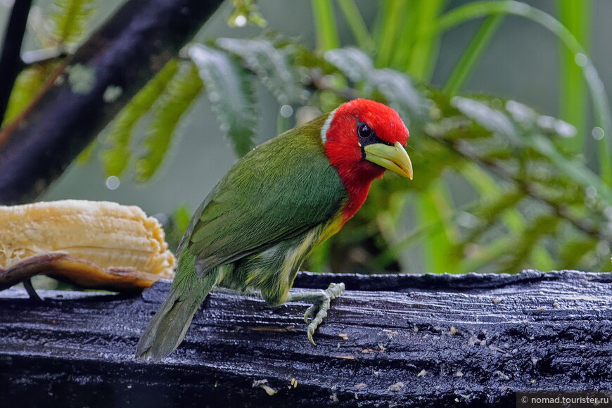 Андская бородатка, Eubucco bourcierii, Red-headed Barbet, самец