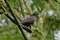 Бронзовокрылый амазонет, Pionus chalcopterus, Bronze-winged Parrot