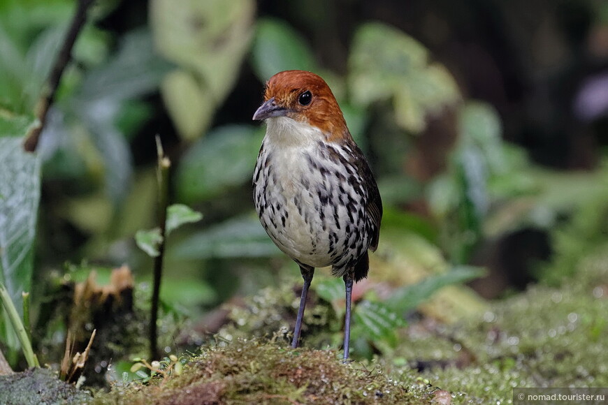 Рыжешапочная питтовая муравьеловка, Grallaria ruficapilla ruficapilla, Chestnut-crowned Antpitta