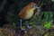 Желтогрудая питтовая муравьеловка, Grallaria flavotincta, Yellow-breasted Antpitta