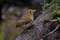 Андская питтуля, Grallaricula flavirostris, Ochre-breasted Antpitta