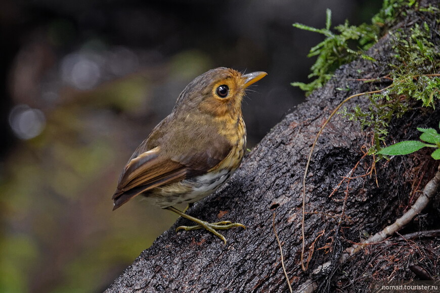 Андская питтуля, Grallaricula flavirostris, Ochre-breasted Antpitta