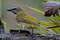 Большой сальтатор, Saltator maximus, Buff-throated Saltator