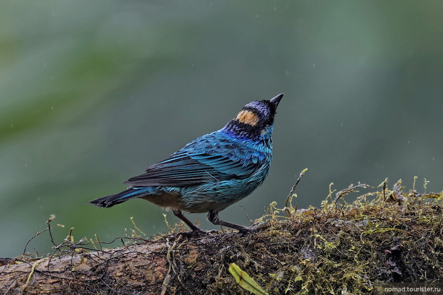 Тиаровая танагра, Tangara ruficervix, Golden-naped Tanager