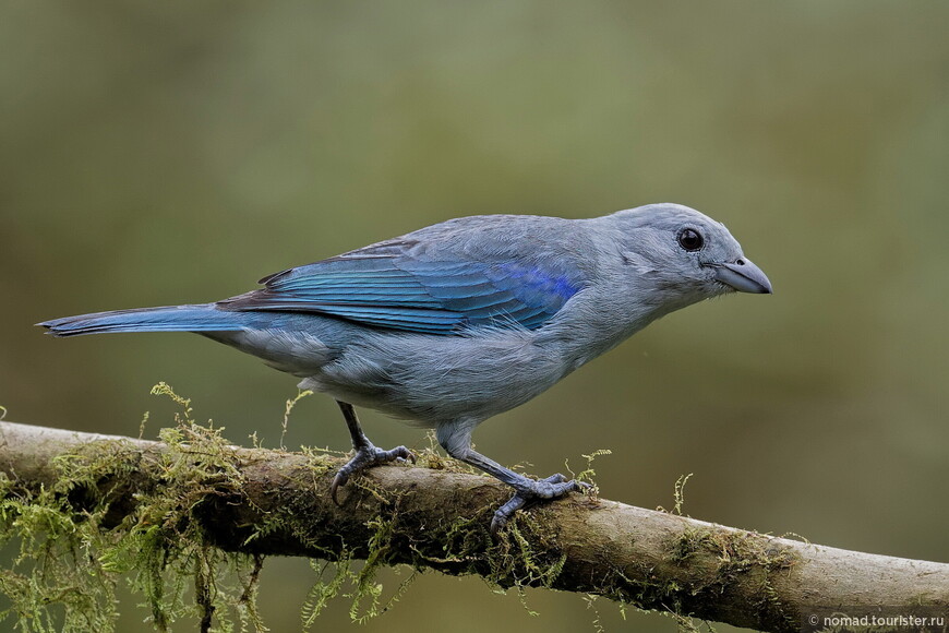 Сине-серая танагра, Thraupis episcopus, Blue-gray Tanager