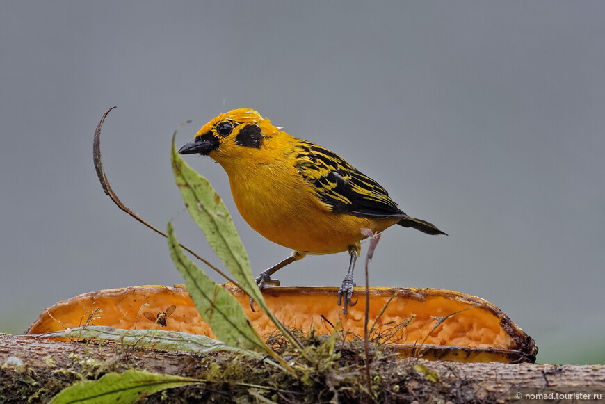 Золотая танагра, Tangara arthus, Golden Tanager