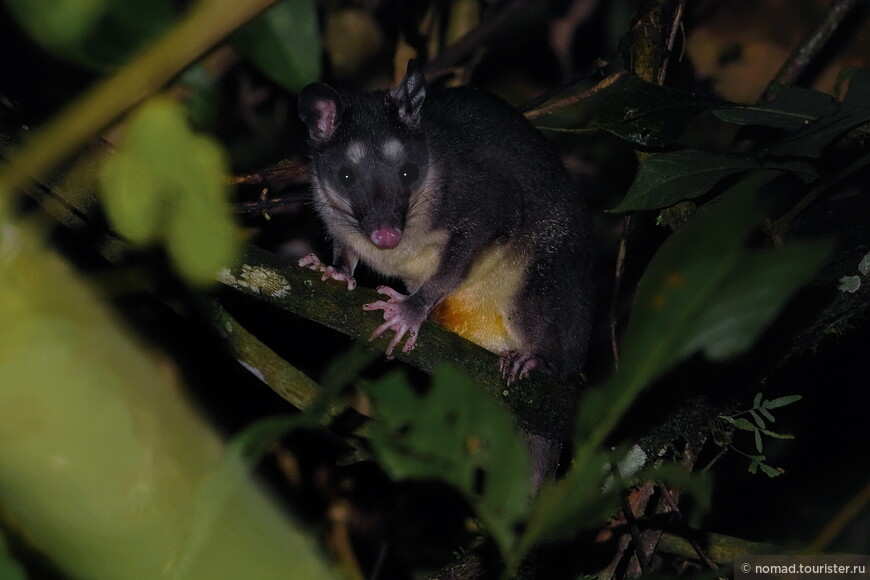 Серый четырёхглазый опоссум, Philander opossum,  Gray four-eyed opossum