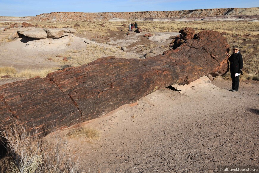Гигантское каменное бревно длиной 11 метров и весом 40 тонн.