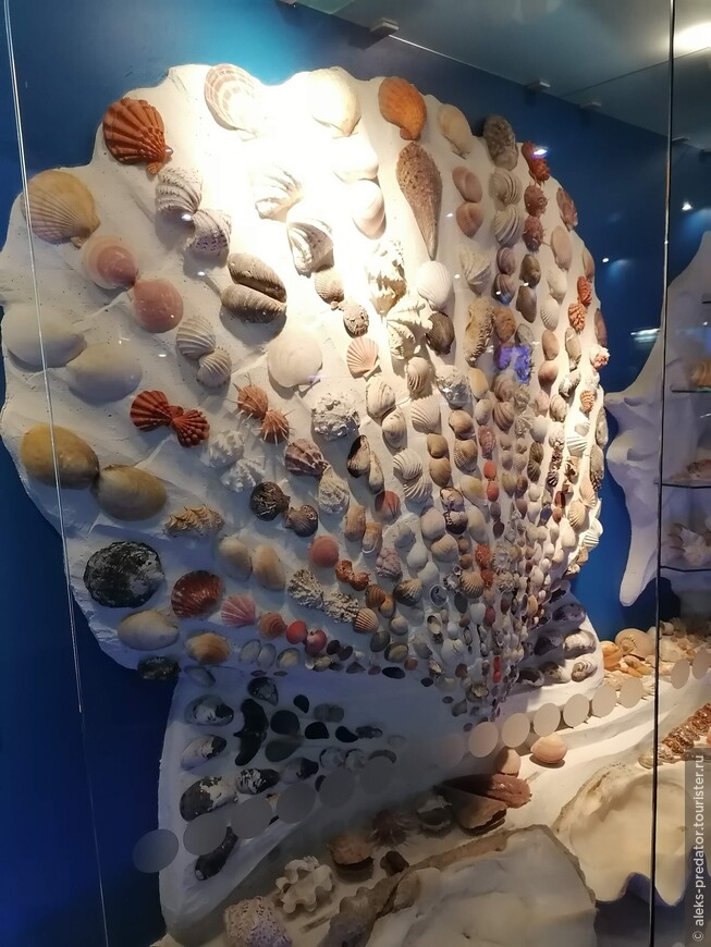 Удивительный морской мир в Музее Мирового океана